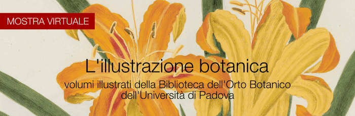 L'llustrazione botanica