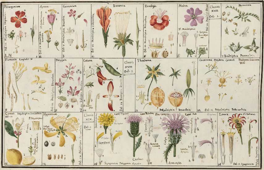 Piante del R. Orto botanico